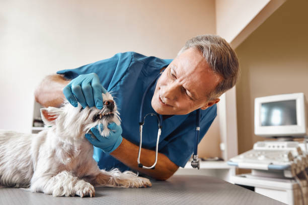 Best Emergency Dentist for Knocked-Out Tooth in Filer, ID
